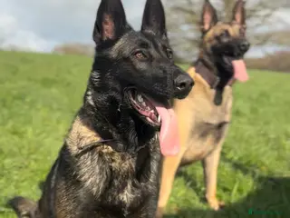 Belgian Shepherd Dog dogs True to type Belgian Malinois Pups - Advert 4