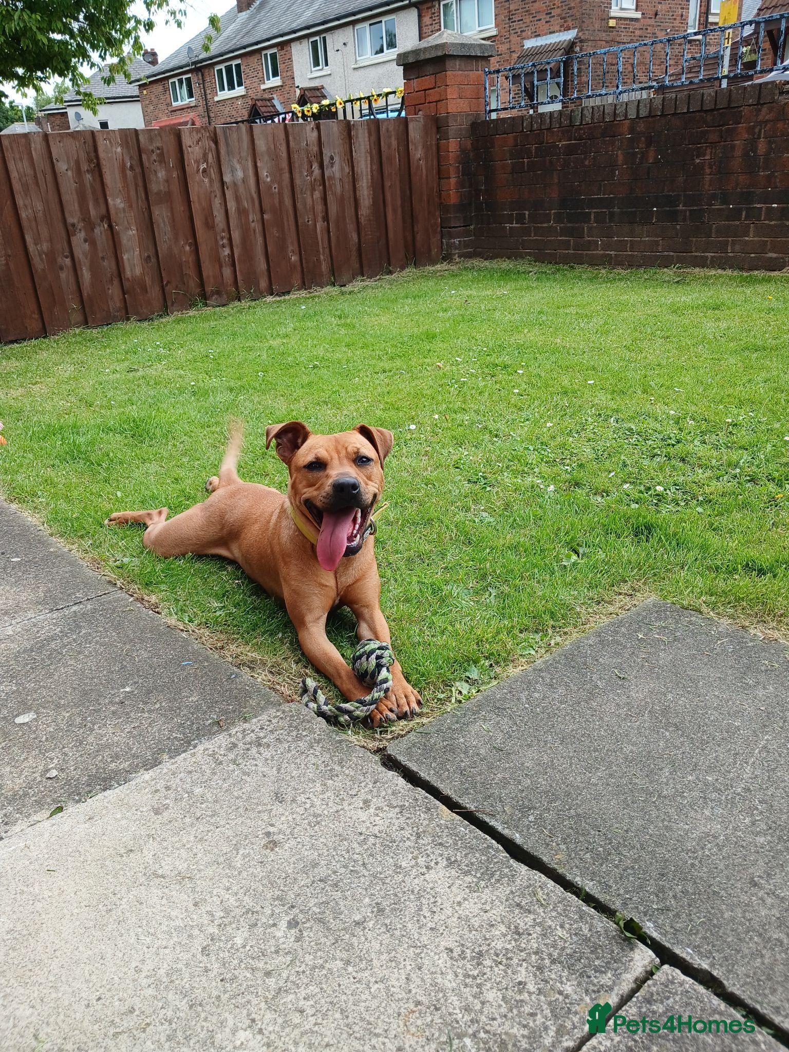 Mixed Breed dogs Patterdalexpitbull - Advert 1