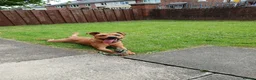 Mixed Breed dogs for sale: Patterdalexpitbull in Preston - Advert 1