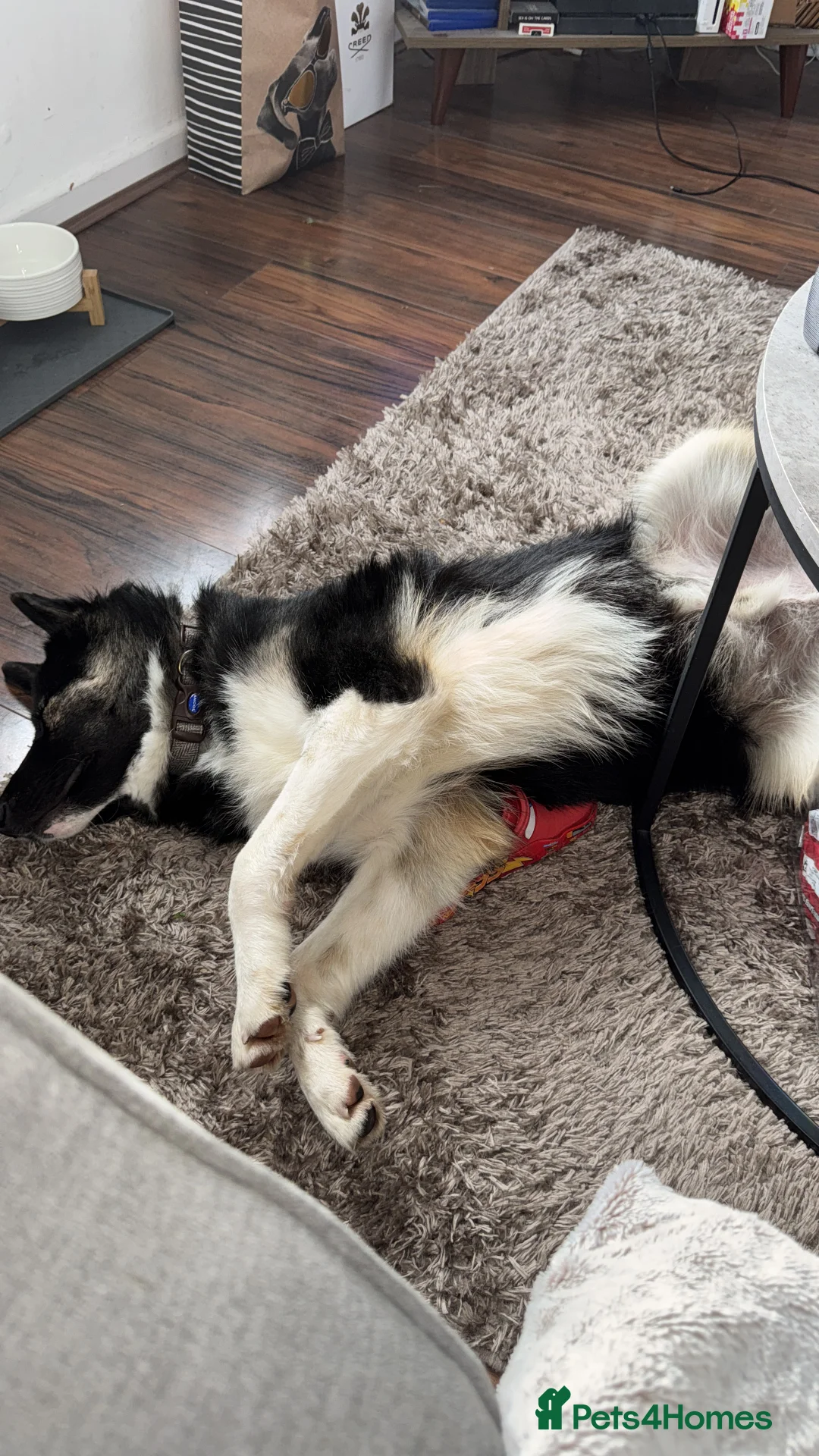 Mixed Breed dogs for sale: Beautiful Barney! - Advert 15