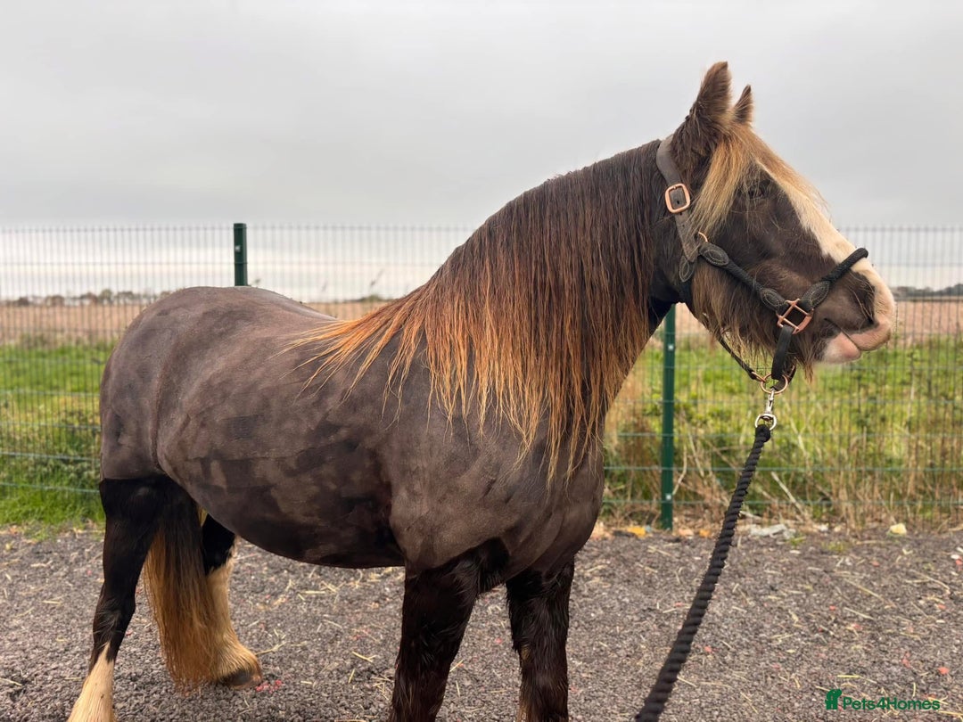 Irish Cob horses for sale: 13.3 bum high 6 year old mare - Advert 3