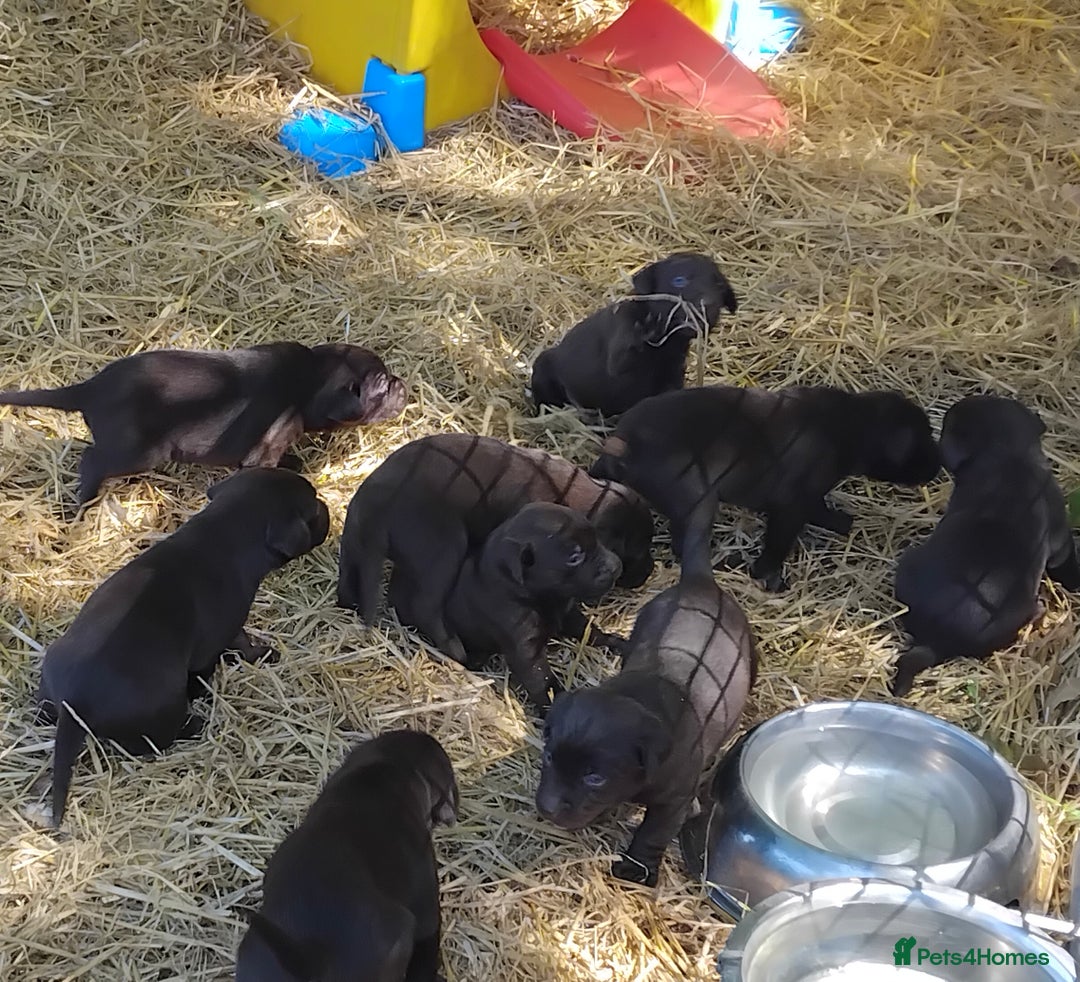 Labrador Retriever dogs for sale: Chocolate Labrador puppies, KC reg, health tested, - Image 16