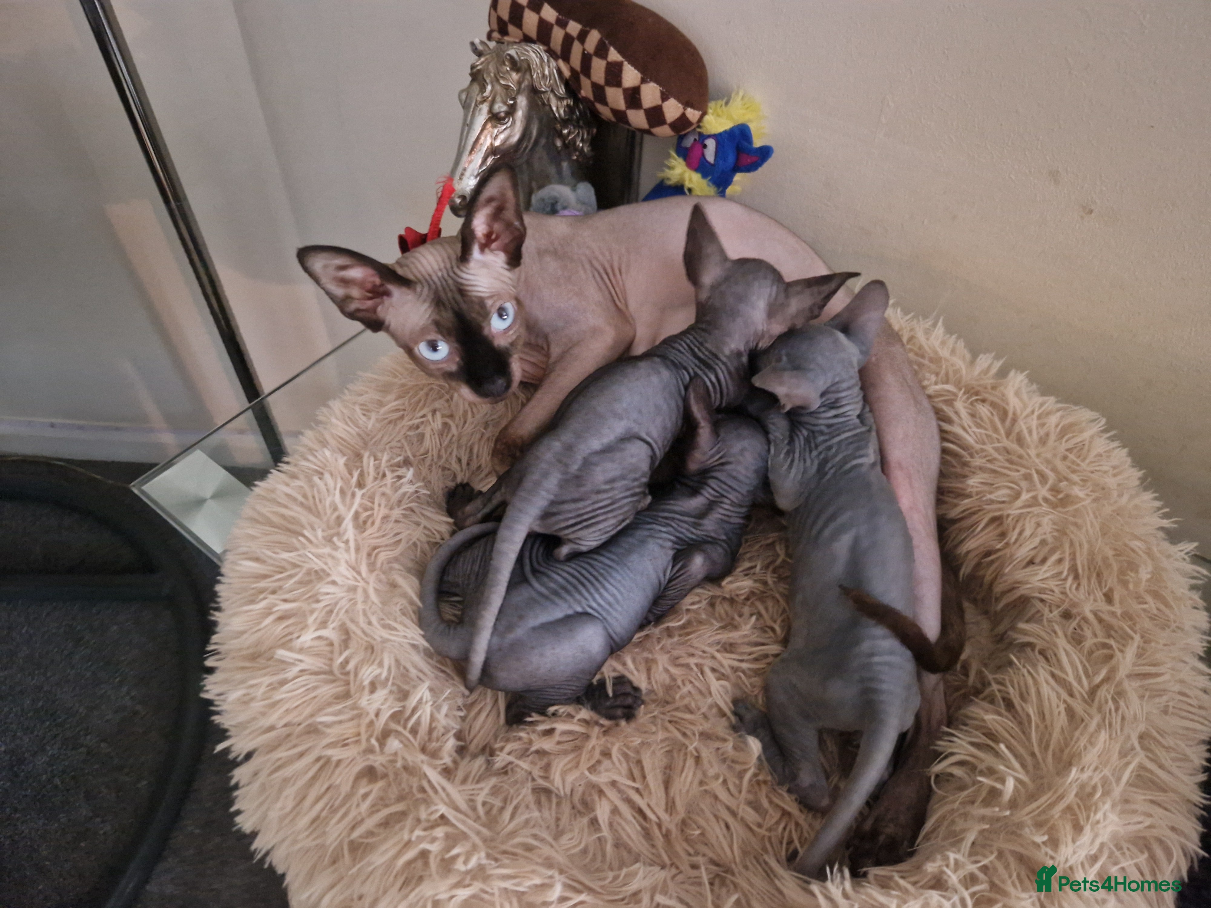 Sphynx cats Canadian Sphynx kittens - Advert 1