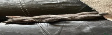 Mixed Breed Kitten 2