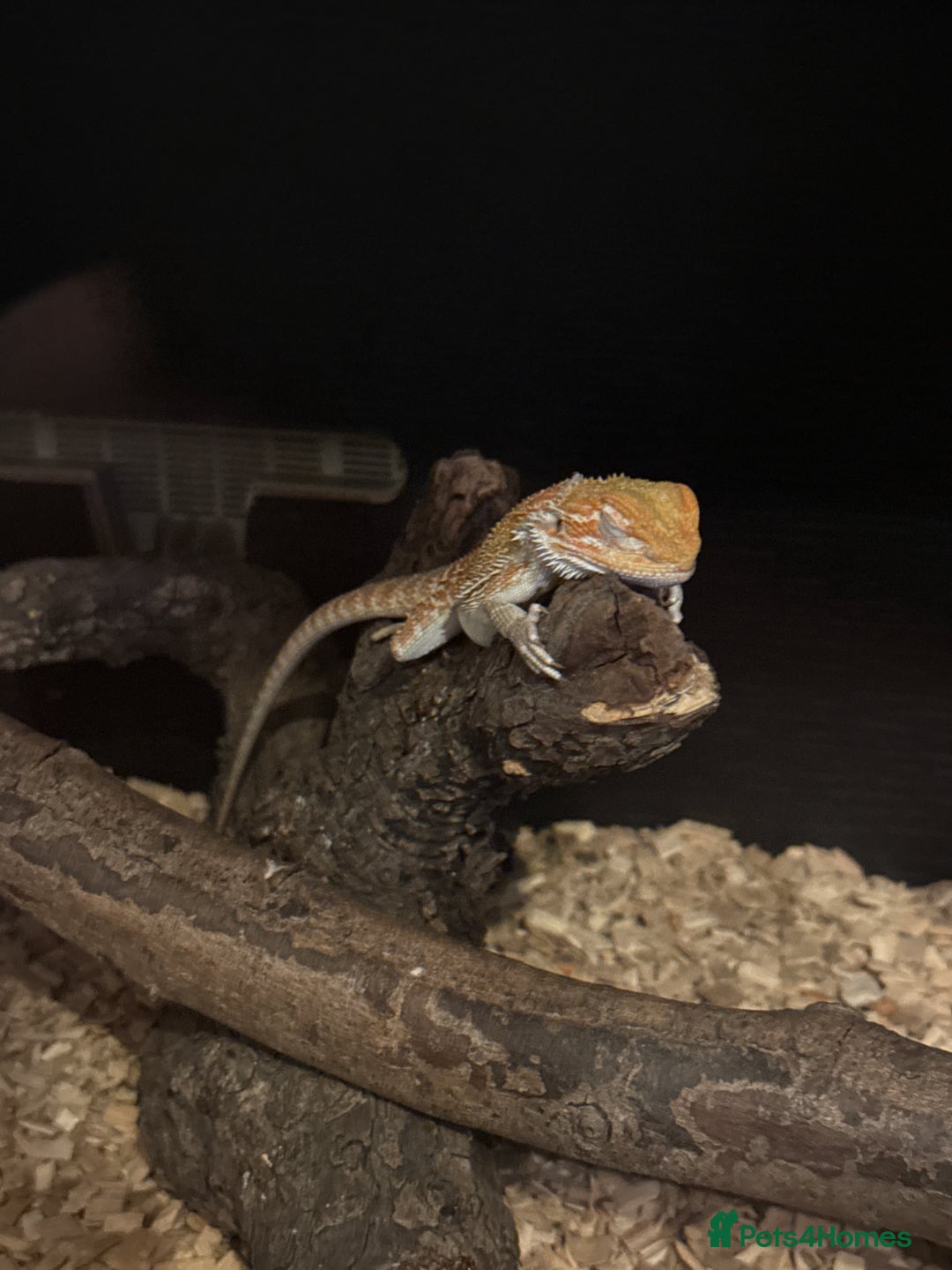 Bearded Dragon reptiles for sale: Bearded dragon and candy cane corn snake  - Image 6