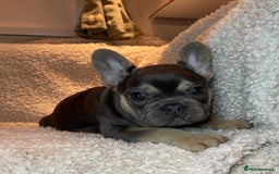 French Bulldog dogs for sale: Beautiful Fluffy Frenchie Pups - Advert 7