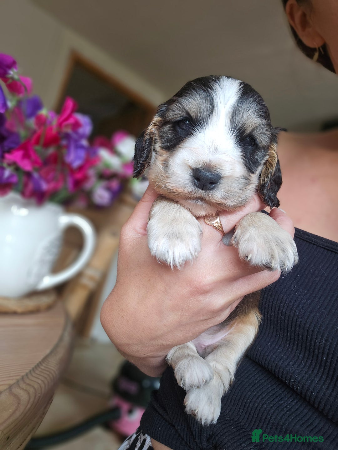 Cocker Spaniel dogs for sale: KC show cocker spaniel puppies - Image 7