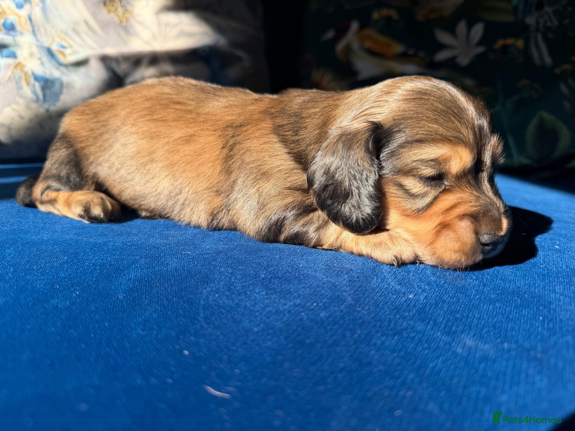 Miniature Dachshund dogs Stunning litter of miniature dachshund puppies - Advert 1