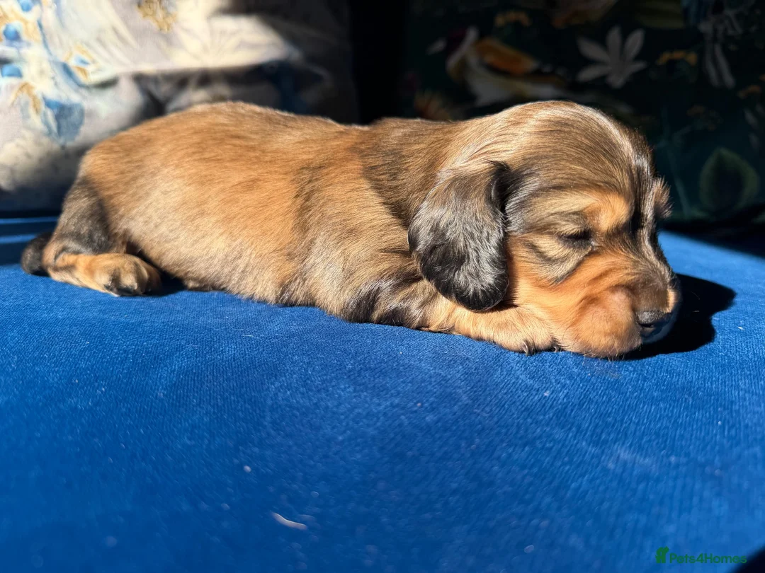 Miniature Dachshund dogs for sale: Stunning litter of miniature dachshund puppies - Advert 1