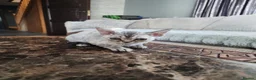 Devon Rex cats for sale: Two Devon Rex kittens for sale!!! - Advert 25