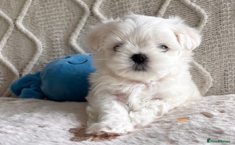 Maltese dogs - Advert 6