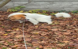 Border Collie dogs for adoption: Penny: The Puppy Left on the Roadside to Die - Image 6