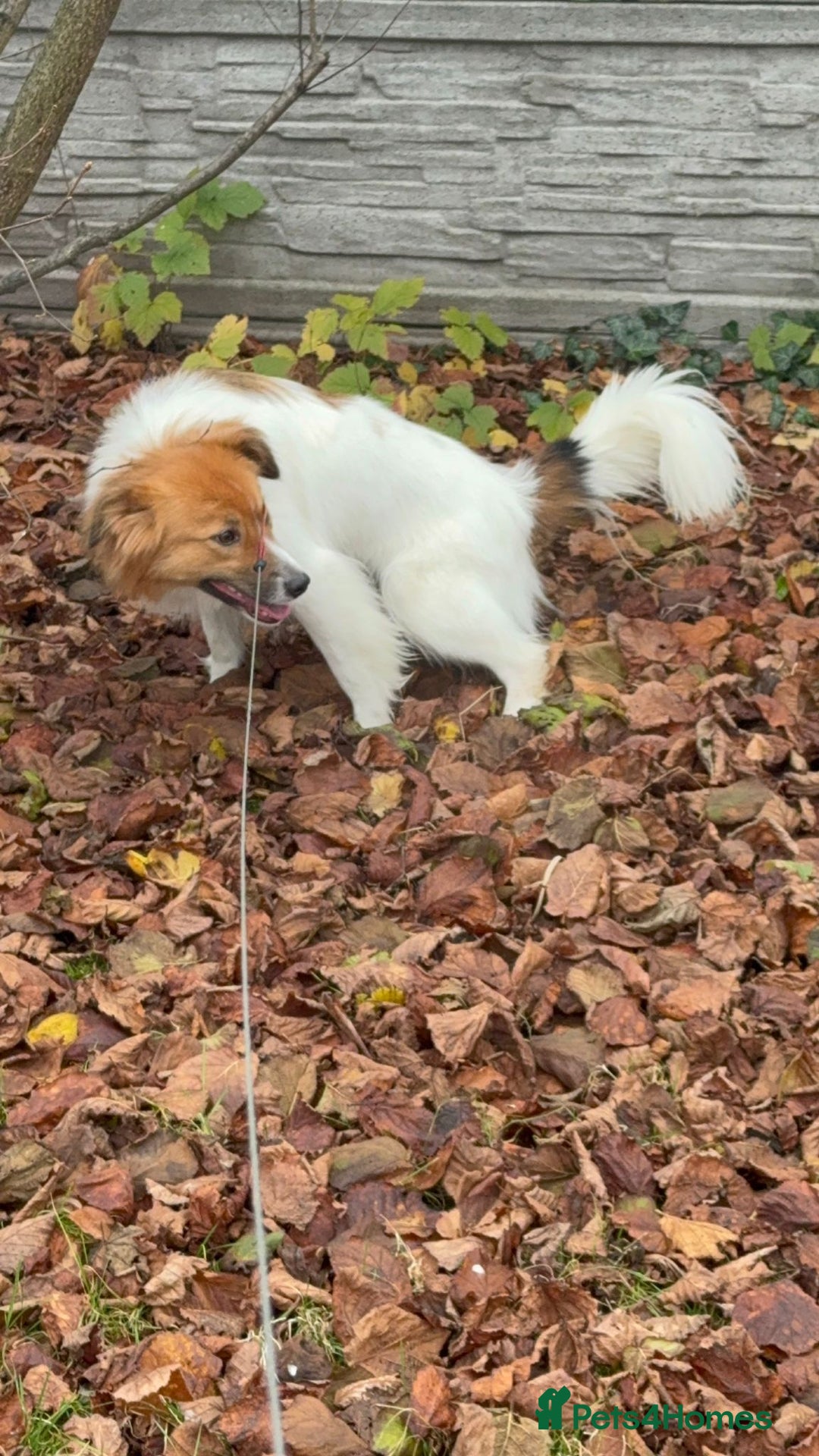 Border Collie dogs for adoption: Penny: The Puppy Left on the Roadside to Die - Image 6