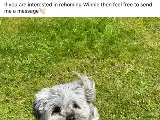 Lhasa Apso dogs Lhasa Apso Winnie needs a new forever home - Advert 1