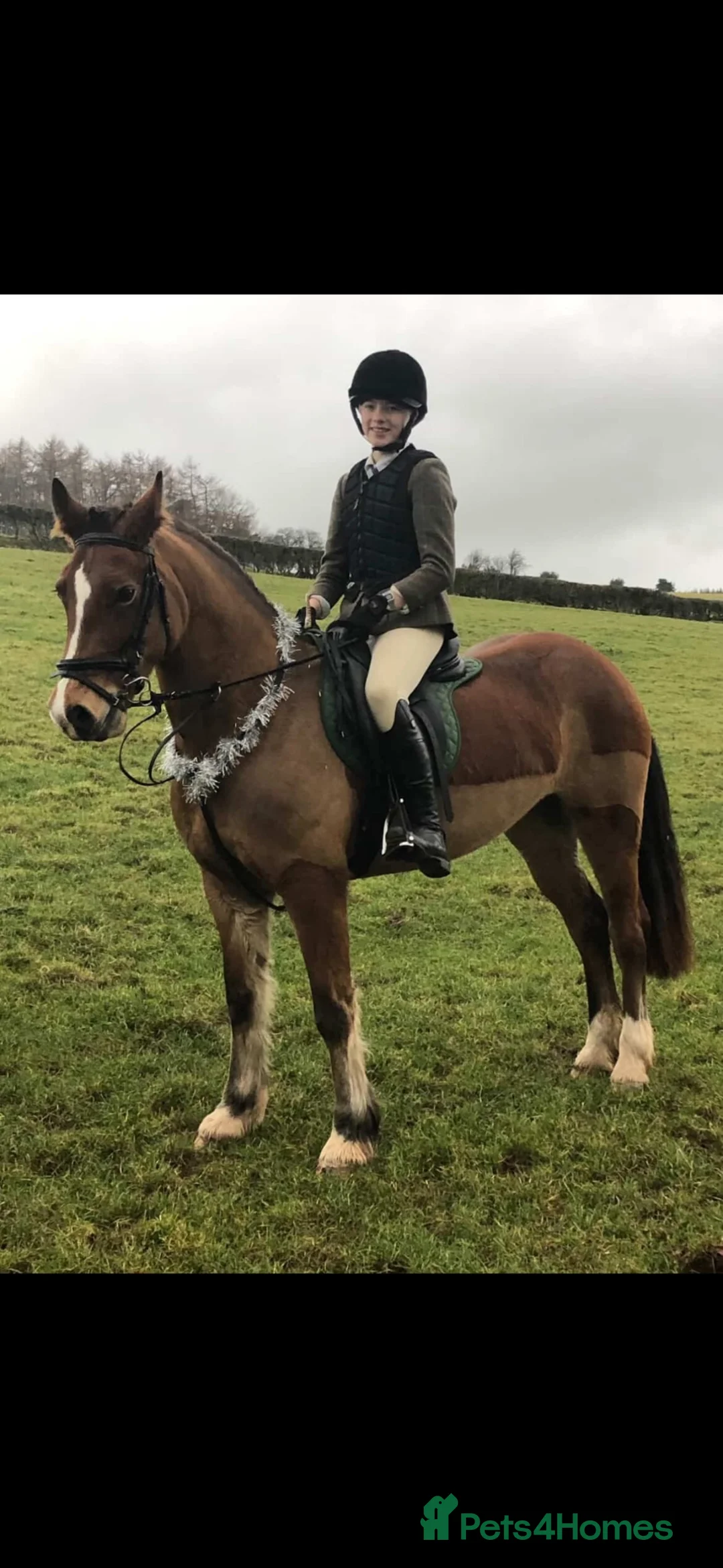 Welsh Section D horses for sale: Tyrllawn Rosetta  in Cardiff - Advert 7
