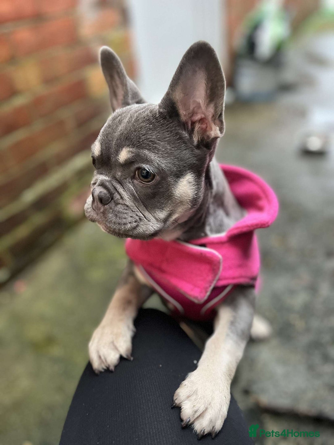 French Bulldog dogs for sale: 11 month old female French bulldog  - Image 1