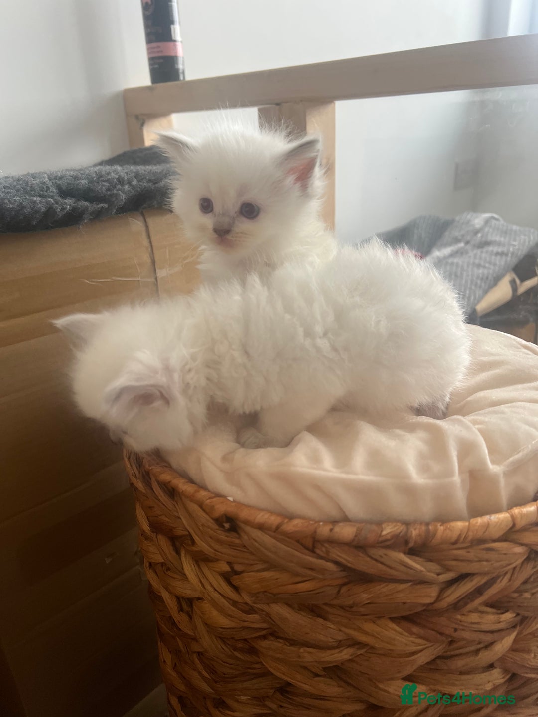 Ragdoll cats for sale: Radoll kittens, blue/lilac point - Image 11