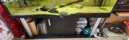 Cichlids fish for sale: Mixed fish species, Tank with Stand in Leeds - Advert 2