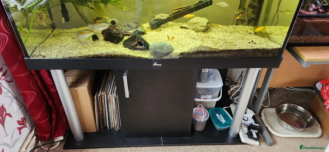Cichlids fish for sale: Mixed fish species, Tank with Stand in Leeds - Advert 2