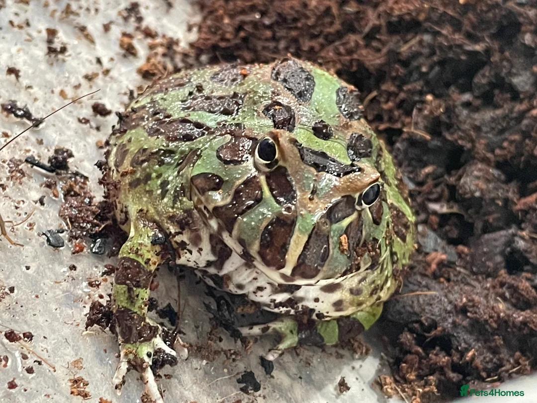 Frog reptiles for sale: Packman Frog  - Advert 6