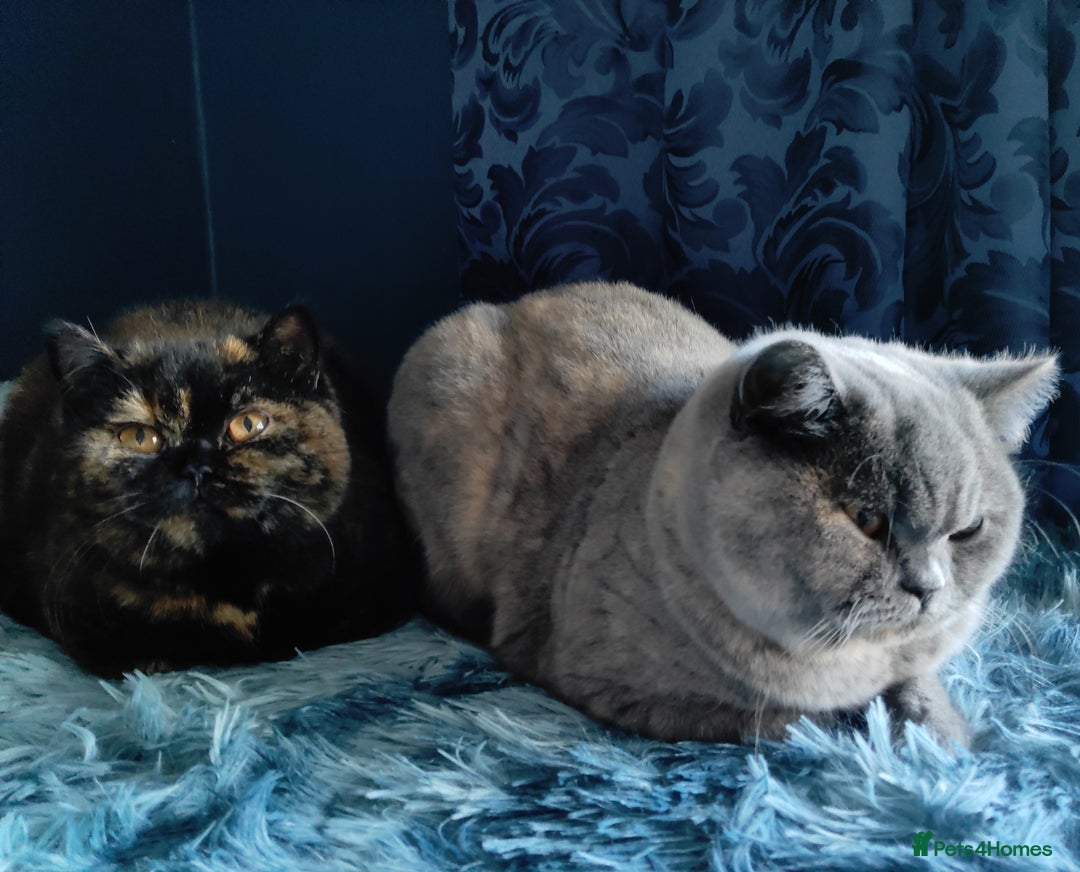 British Shorthair cats for sale: Show quality blue tortie girl. GCCF champ.lines - Advert 6