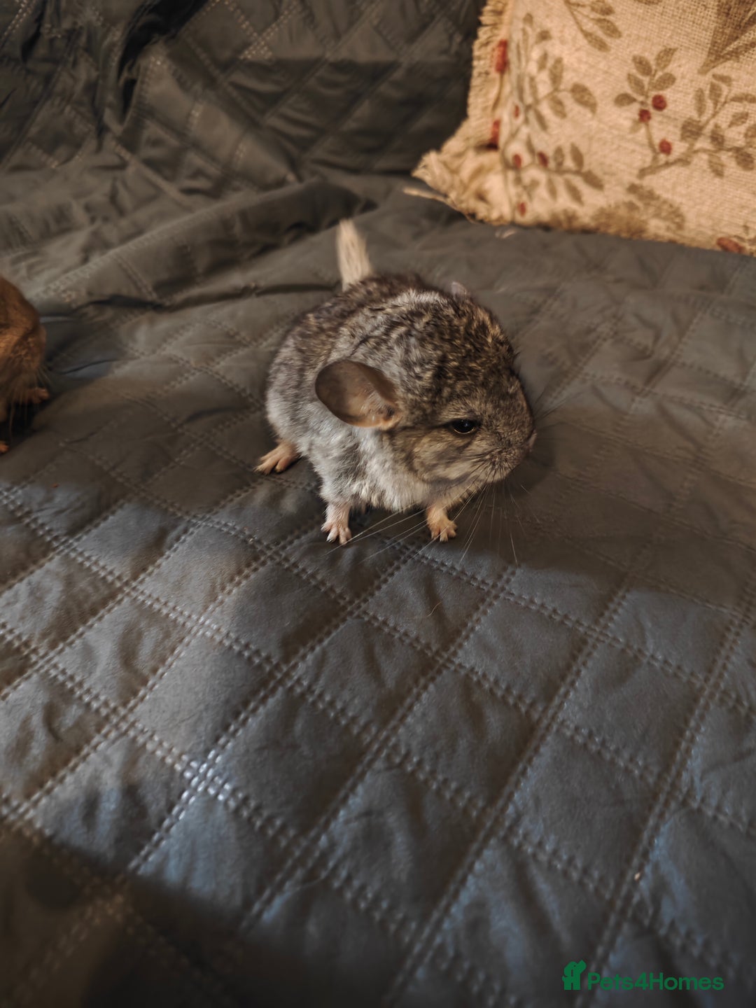 Chinchilla rodents for sale: male chinchilla  - Image 4