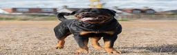Rottweiler dogs for stud: Beautiful German Rottweiler stud  - Advert 4