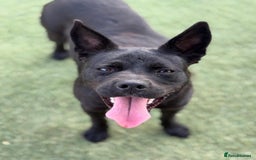 Mixed Breed dogs for adoption: Loving Beatrix looking For LOVE - Image 18