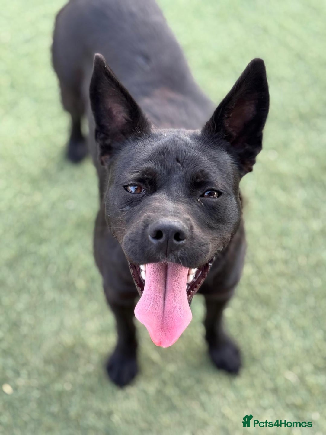 Mixed Breed dogs for adoption: Loving Beatrix looking For LOVE - Image 18