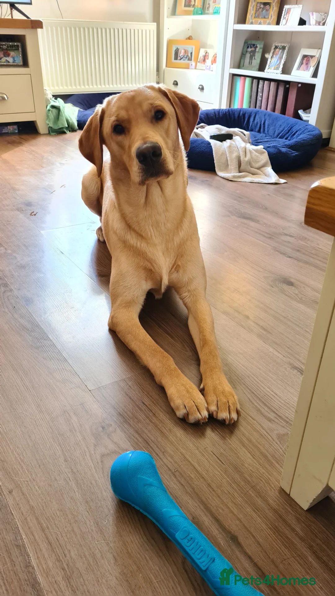 Labrador Retriever dogs for stud: Unproven Labrador Stud NO FEE. KC reg/BVA screened in Brecon - Advert 28