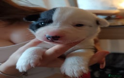 Mixed Breed dogs for sale: Husky mix Labrador  - Advert 16