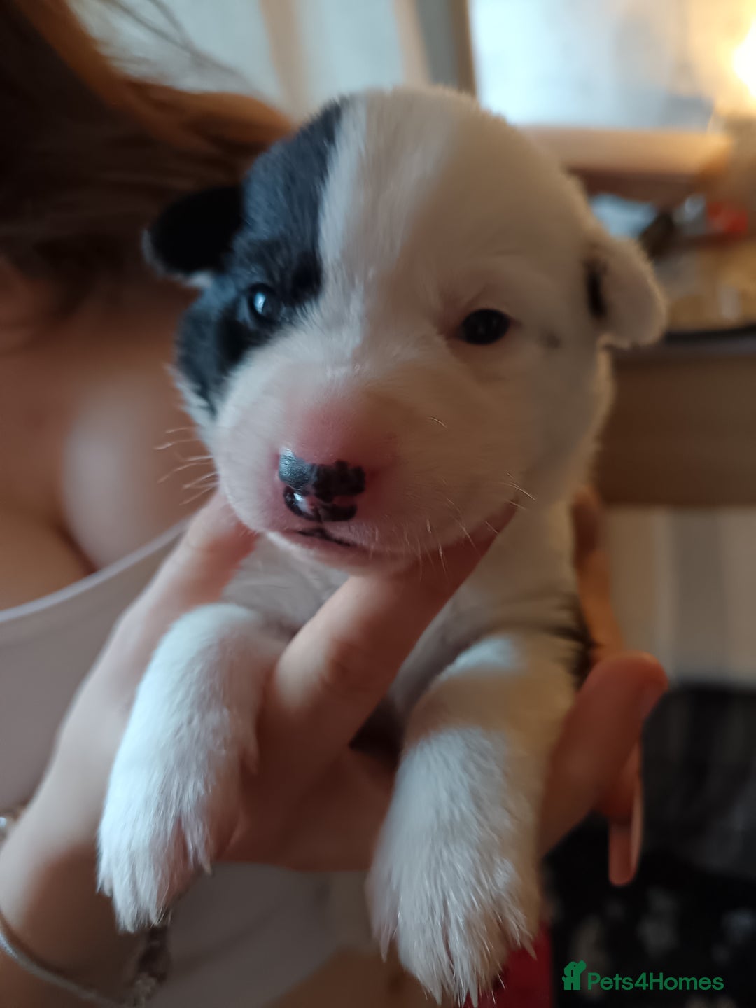 Mixed Breed dogs for sale: Husky mix Labrador  - Advert 16