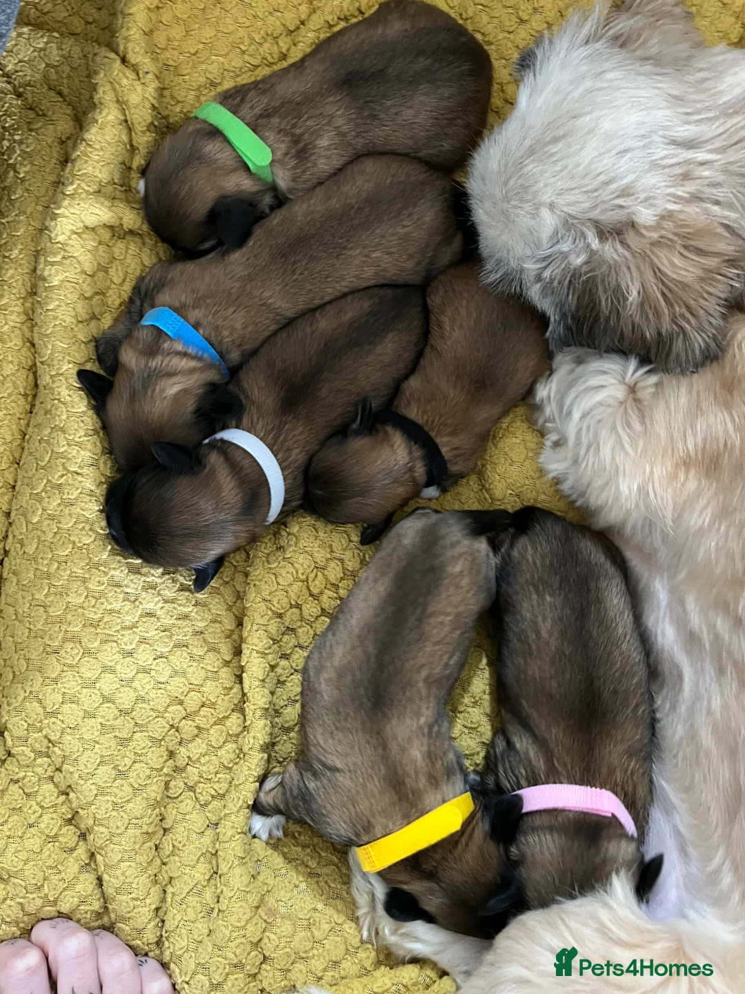 Lhasa Apso dogs for sale: Lhasa apso puppies for sale 🐶🐶🐶 - Advert 15