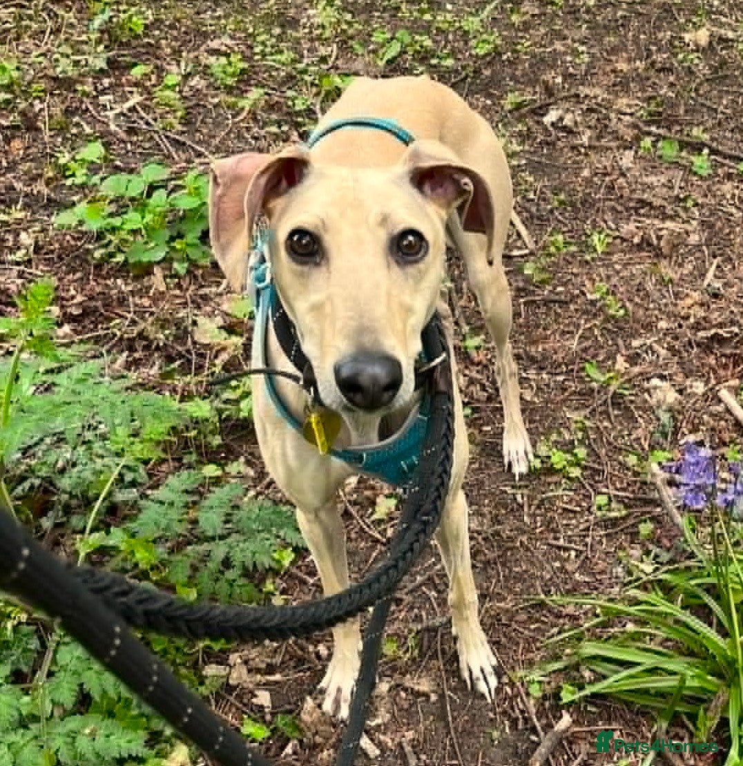 Lurcher dogs BELLA, female lurcher in rescue - Advert 5