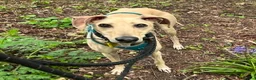 Lurcher dogs for adoption: BELLA, female lurcher in rescue - Advert 1