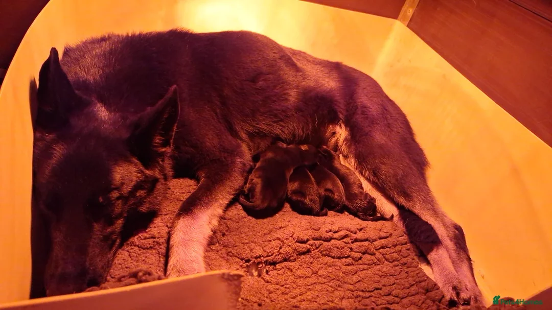 German Shepherd dogs for sale: Short haired German shepherd pups - Advert 2