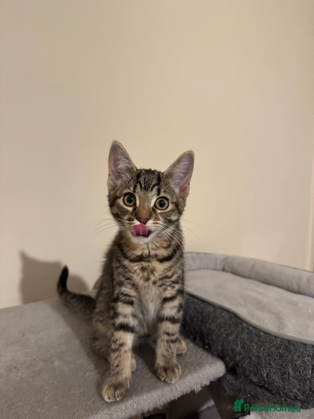 Mixed Breed cats for sale: 4 lovely kittens 🐈‍⬛ for sale - Advert 5