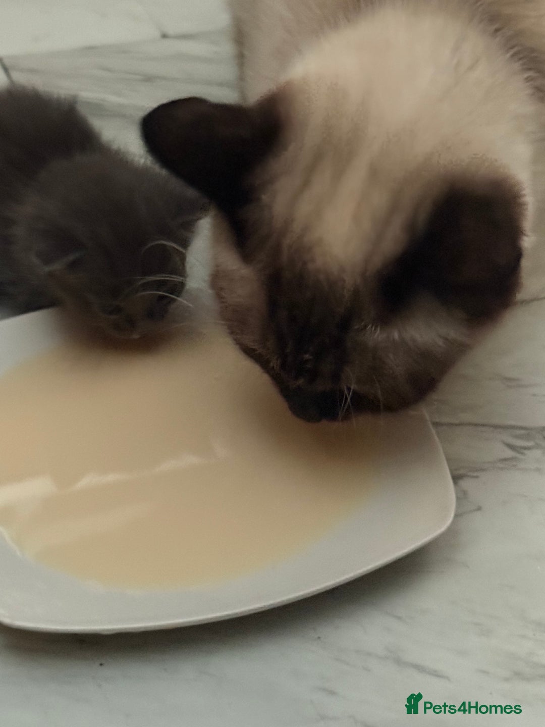 RagaMuffin cats for sale: Black Ragamuffin Kittens - Image 12