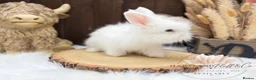 Angora rabbits for sale: PURE•PEDIGREE•ANGORAS🤍 - Advert 4