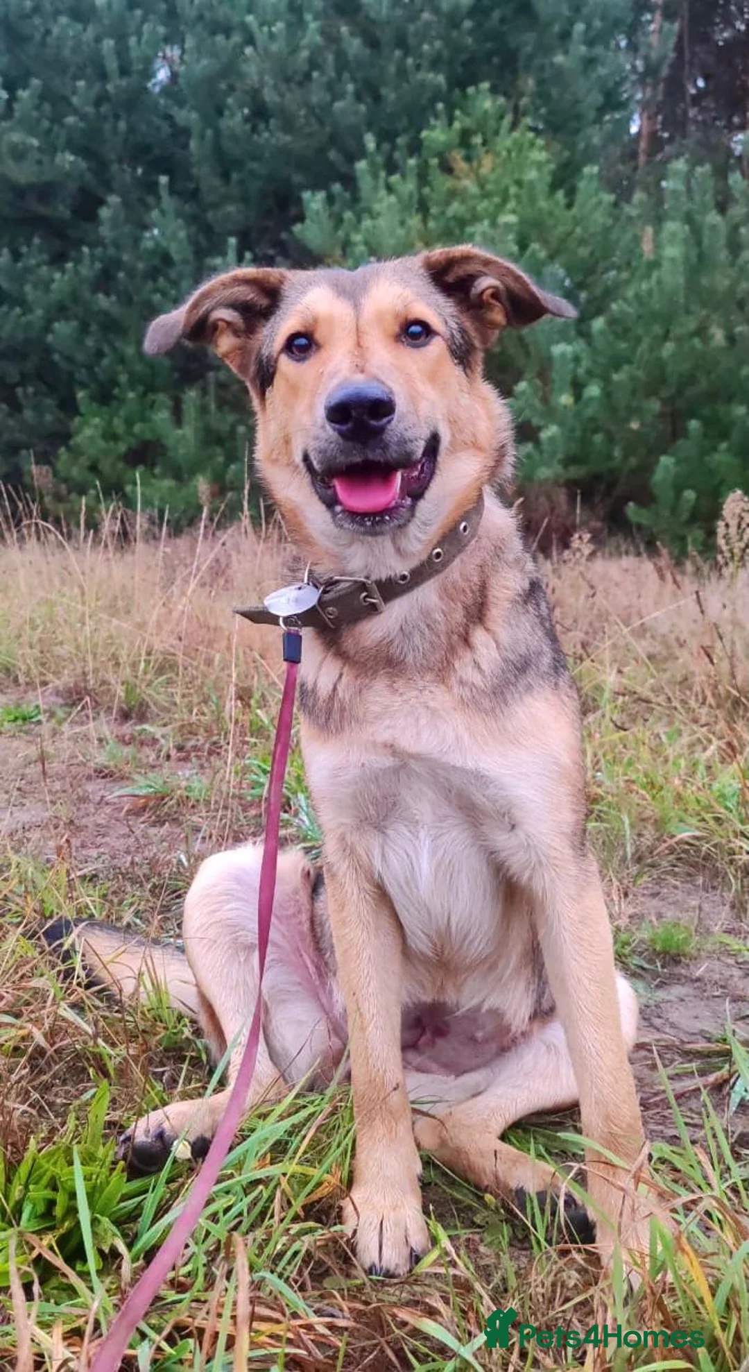 German Shepherd dogs for adoption: SHAYLA – German Shepherd (Female) - Advert 4