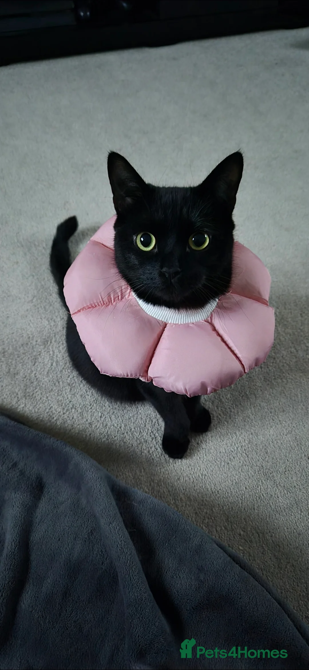 British Shorthair cats for sale: Black Domestic Shorthair - 1 1/2yrs in Walsall - Advert 2