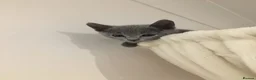Russian Blue cats for sale: TICA registered Russian Blue kittens - Advert 2