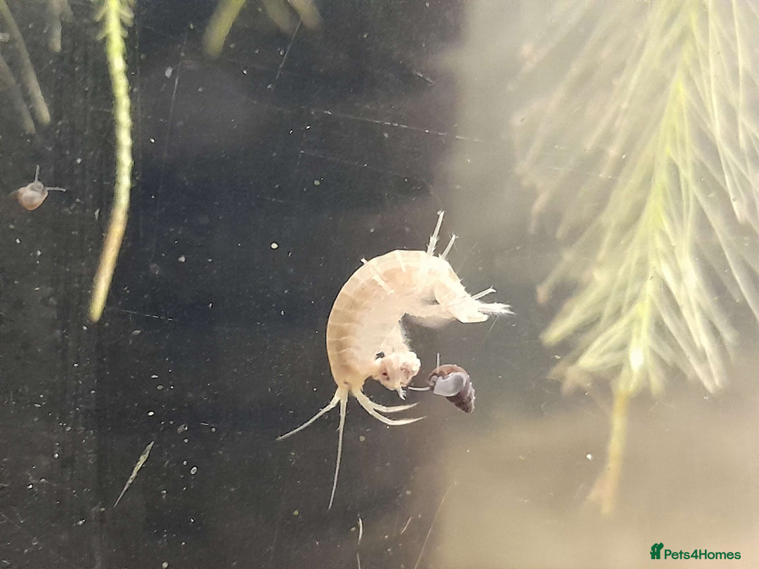 Snails invertebrates for sale: Scuds Live Food / Shrimp Cleanup Crew For Aquarium - Advert 1