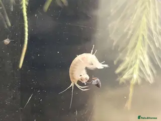 Snails invertebrates Scuds Live Food / Shrimp Cleanup Crew For Aquarium - Advert 11
