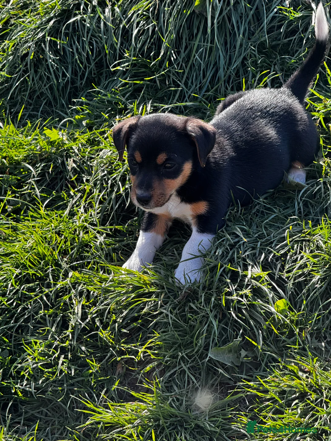 Jack Russell dogs for sale: ⭐️ mini Jack Russel puppies ⭐️ - Advert 2