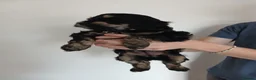 Cockapoo dogs for sale: 5 beautiful Toy Cockapoos available - Advert 24