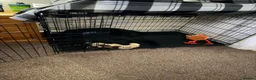 Labrador Retriever dogs for sale: Tattie in Ellon - Advert 3