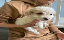 Mixed Breed dogs for sale: Two male cocker spaniel/shih tzu pups - Image 2