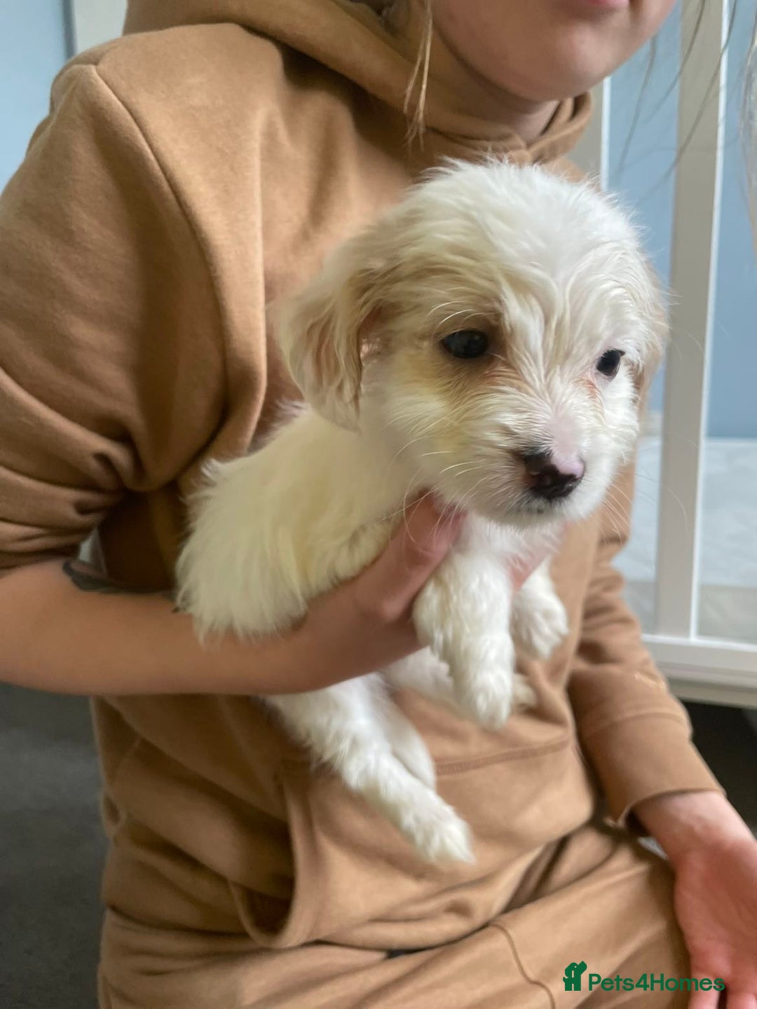 Mixed Breed dogs for sale: Two male cocker spaniel/shih tzu pups - Image 2
