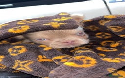 French Bulldog dogs for sale: Last girl left! Visual fluffy Frenchie  - Advert 2